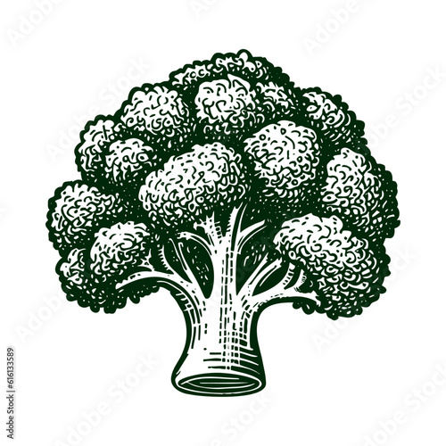 broccoli vintage sketch