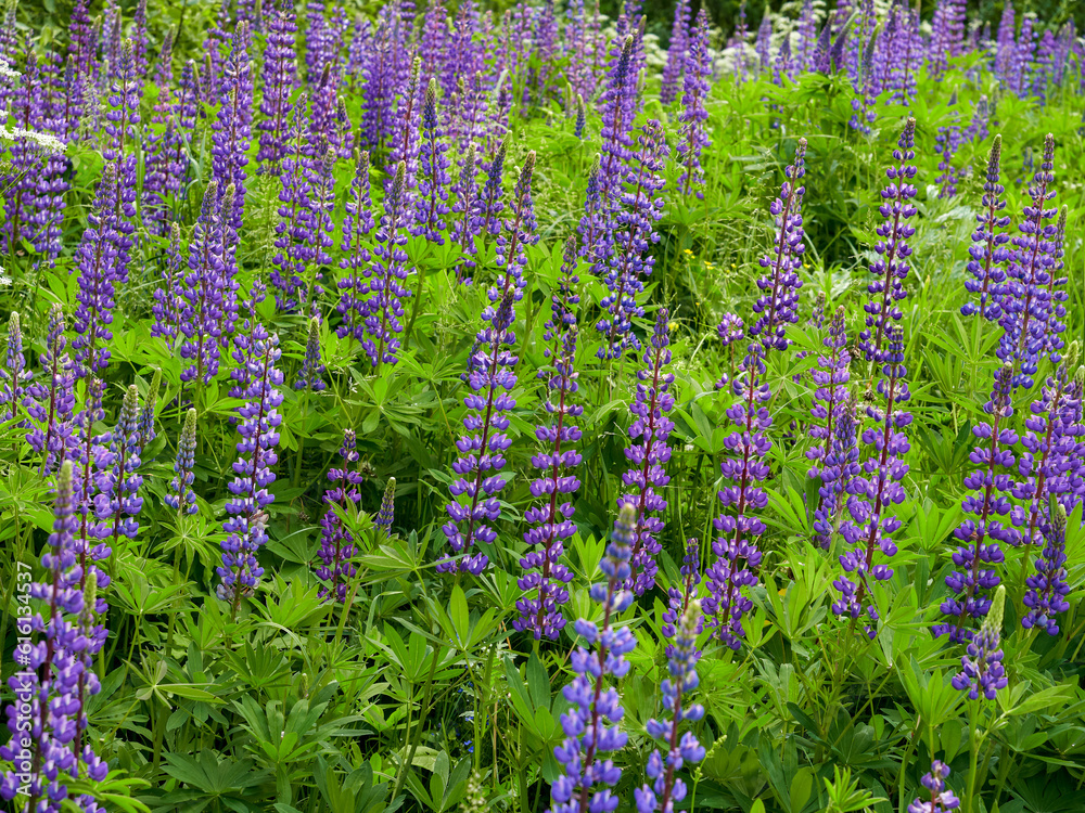Fototapeta premium Lupinus, lupin, lupine field with pink, purple and blue flowers. Bunch of lupines summer flower background. 