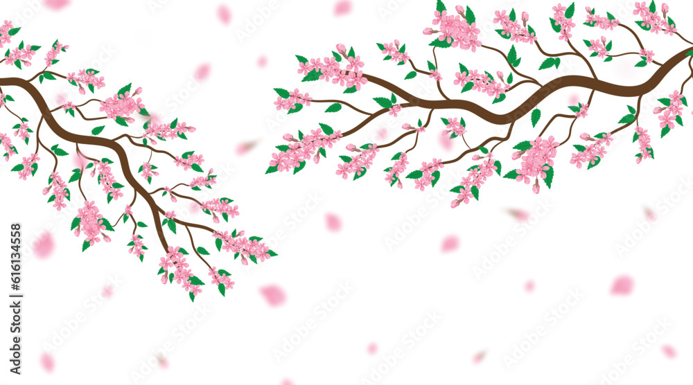 Watercolor vector illustration of a cherry blossom branch with delicate sakura flowers and buds. This pink sakura flower background features cherry blossoms in full bloom on a white backdrop