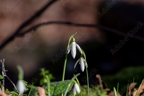 A beautiful, rare snowdrop (Galanthus nivalis) grows in the mountains