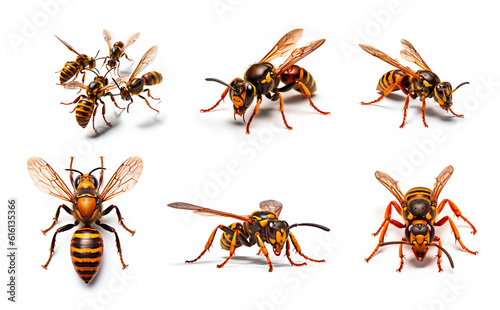 Asian hornet on white background - insect, close-up, macro, isolated, yellow and black, AI generated
