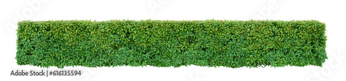 Obraz na plátne Green leafed bushes or shrubbery bush tree trimming  square shape