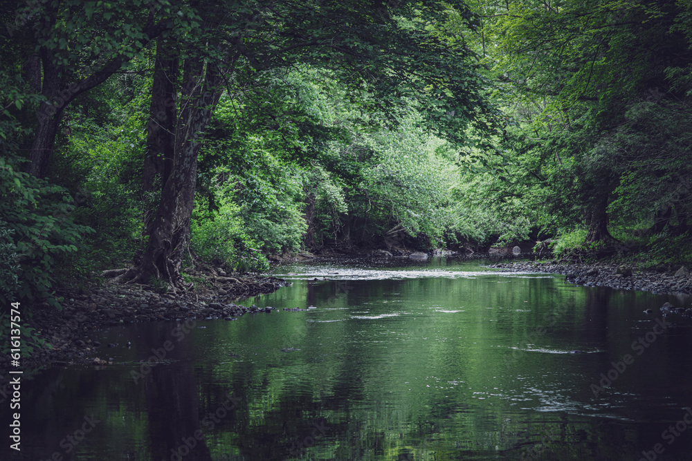 lake in the woods