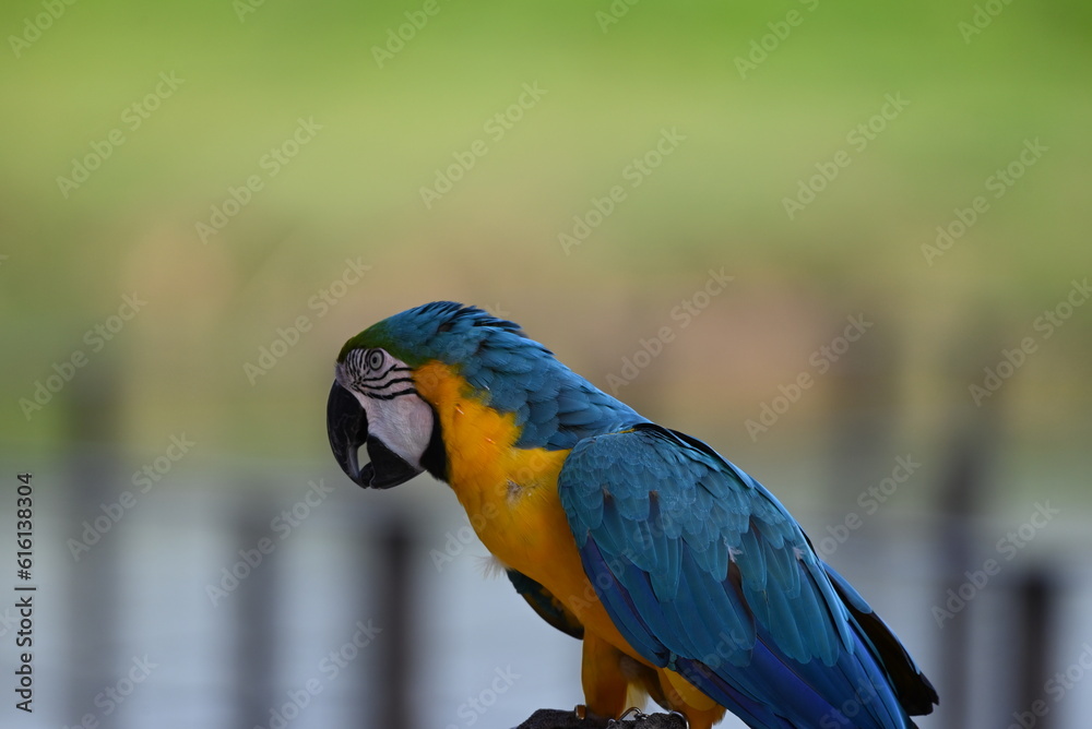 Obraz premium Close up of Macaw Bird, The blue and yellow macaw, Ara ararauna, also known as the blue and gold macaw