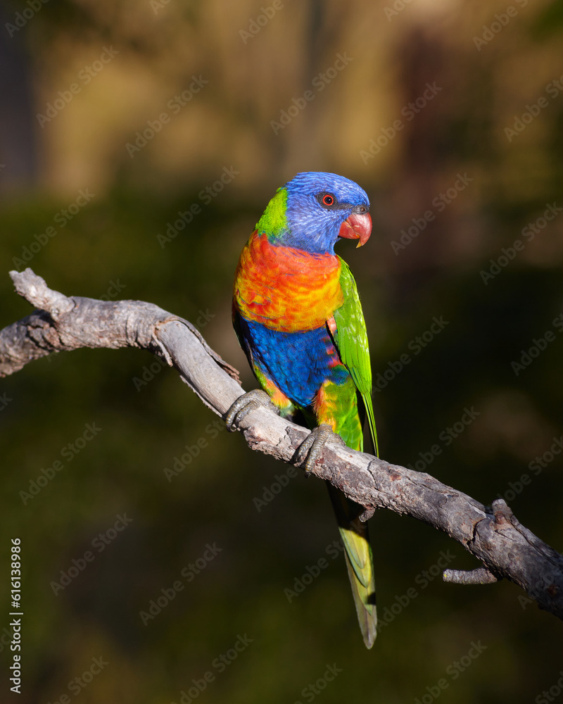 Rainbow Lorikeet sitting on a tree branch. Rainbow Lorikeet sitting on a tree branch.