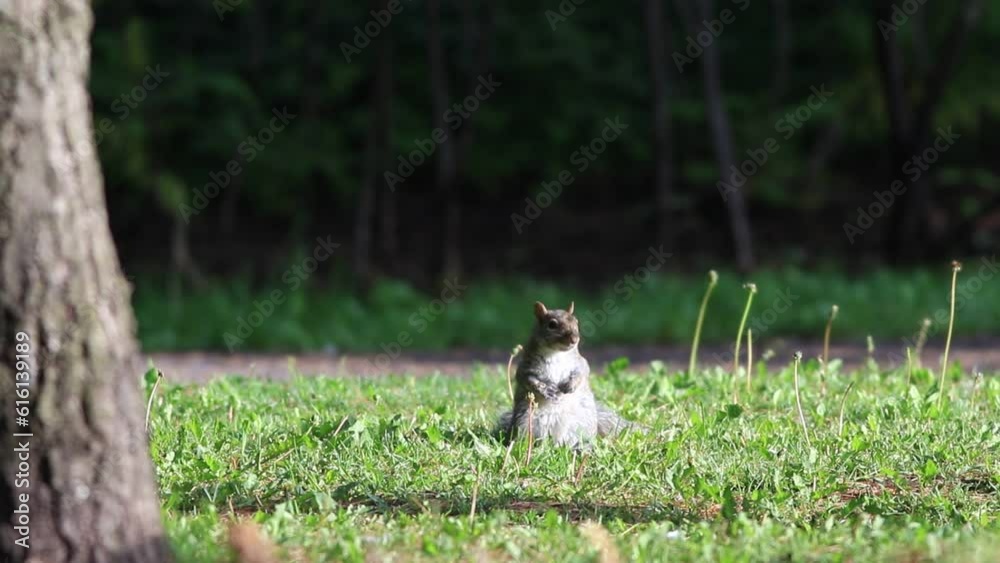 un écureuil dans un parc