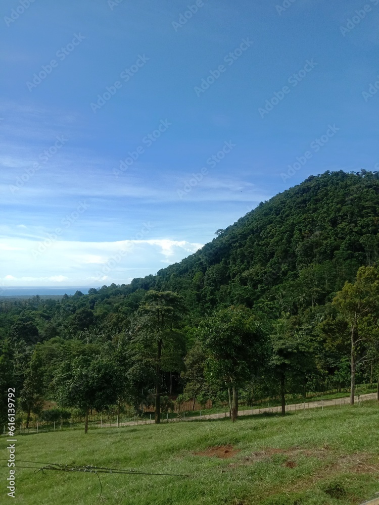 landscape with trees and clouds