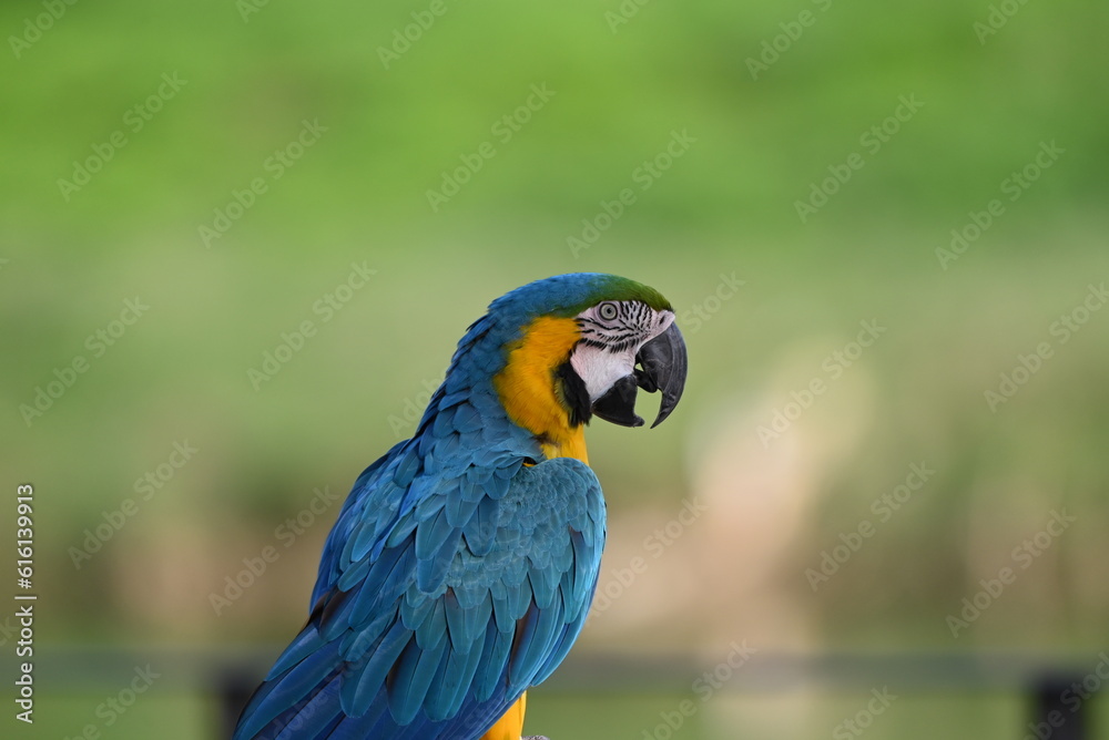 Close up of Macaw Bird, The blue and yellow macaw, Ara ararauna, also known as the blue and gold macaw