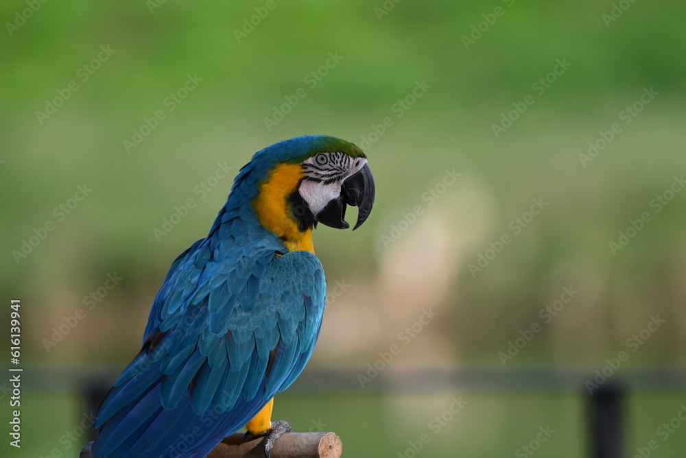 Obraz premium Close up of Macaw Bird, The blue and yellow macaw, Ara ararauna, also known as the blue and gold macaw