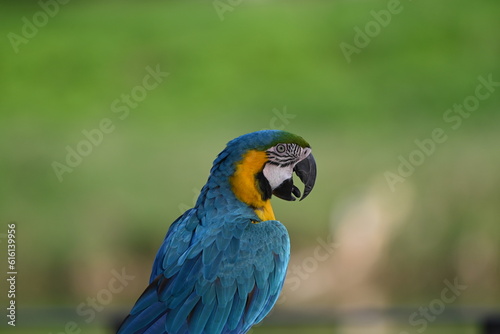 Close up of Macaw Bird  The blue and yellow macaw  Ara ararauna  also known as the blue and gold macaw