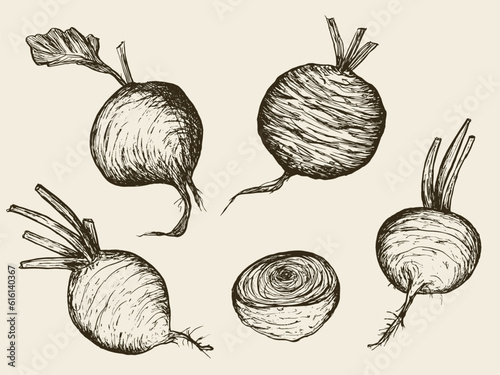 Vector detailed sketch beet vegetable hand drawn, retro illustration collection set. Thin artistic ink outline. Vintage ink flat style, engraved simple doodle sketches. Isolated objects
