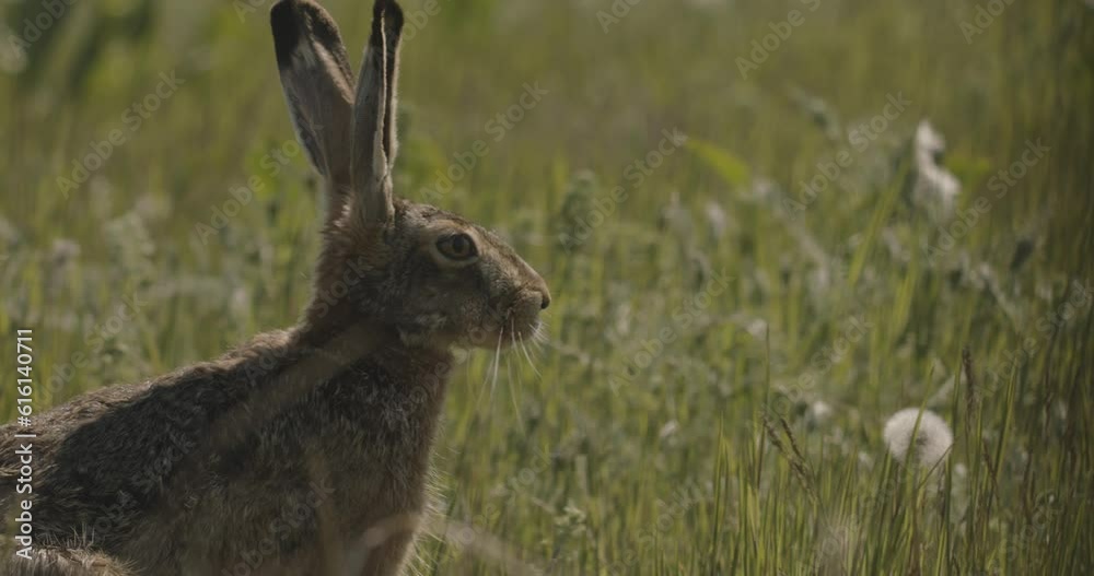 Great Bustard Otis Tarda Close-Up Image Great Bustard Otis Tarda Close-Up Image