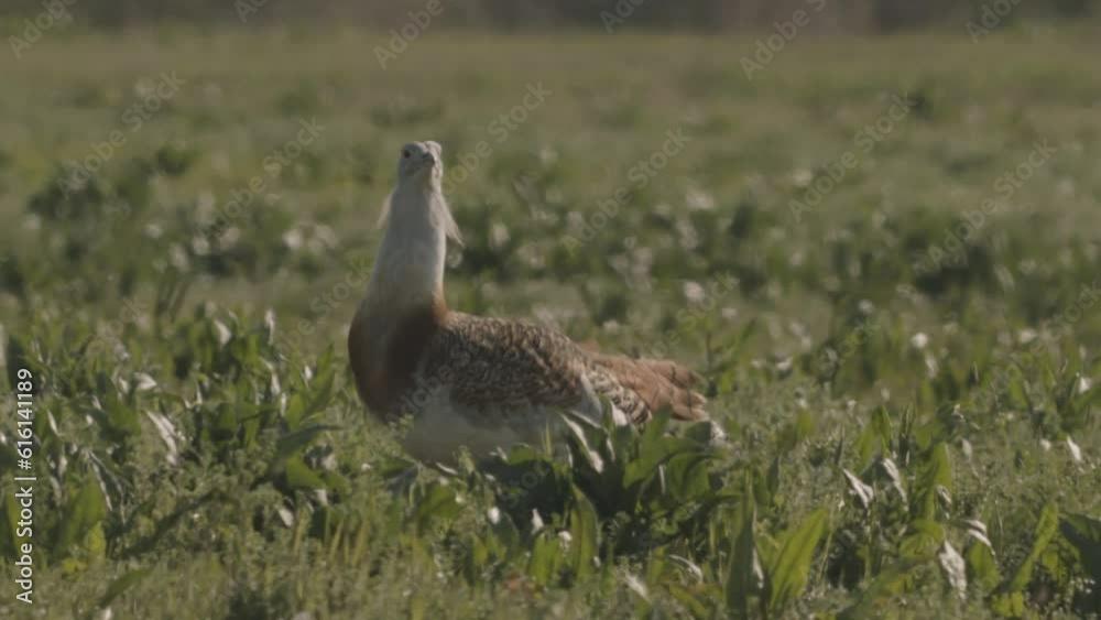 Great Bustard Otis Tarda Close-Up Image Hungary Great Bustard Otis Tarda Close-Up Image Hungary
