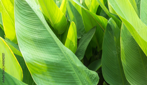 Nature of green leaf in the garden in summer. Natural green leaves plants spring background, greenery environment ecology wallpaper