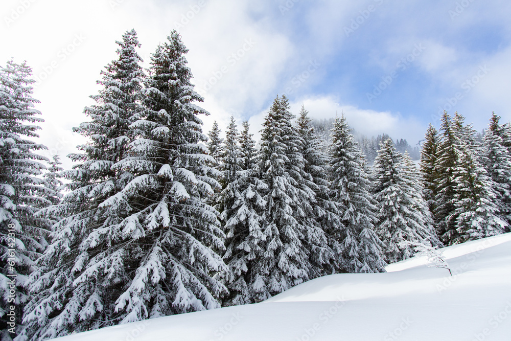 Sapins sous la neige en hiver avec ciel bleu Sapins sous la neige en hiver avec ciel bleu
