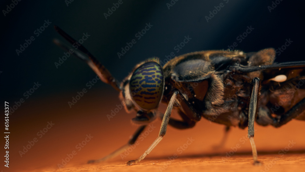 Fototapeta premium Details of a Soldier Fly perched on an orange surface. Hermetia illucens