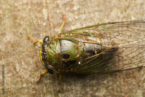 Details of a green cicada perched on a brown tree. photo