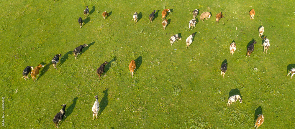 Aerial drone view of free grazing cows on a natural pastureland. Dairy ...