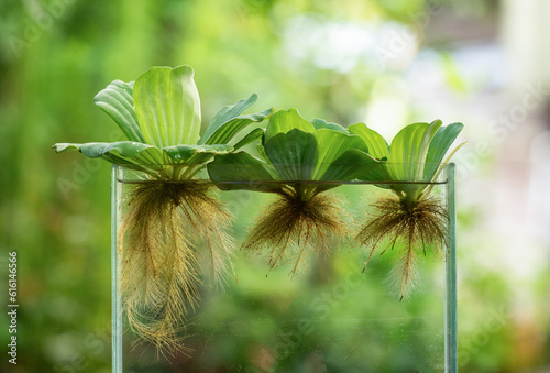 Water Lettuce or Pistia stratiotes trees on nature background. photo