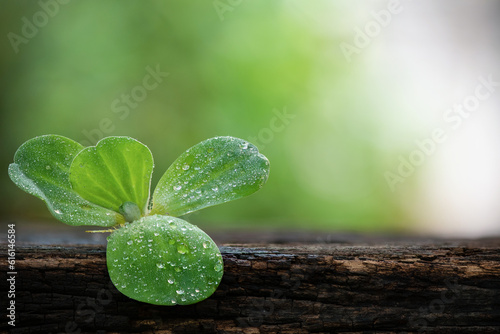 Water Lettuce or Pistia stratiotes tree on nature background. photo