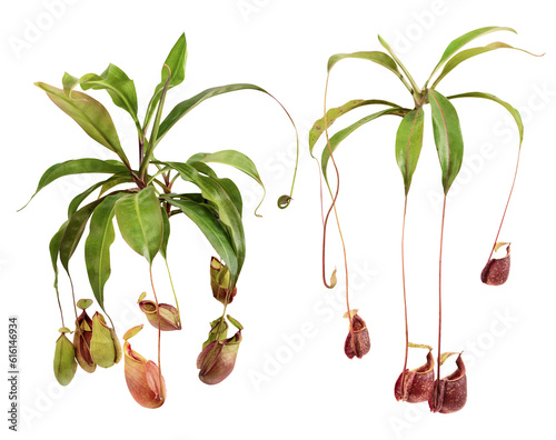 Tropical pitcher plants or nepenthes on transparent background.
