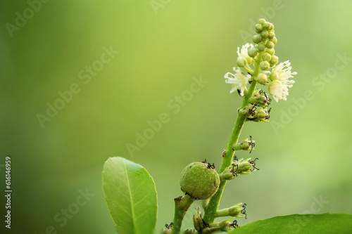 Thai croton or croton fluviatilis esser branch flowers and fruits on nature background. photo