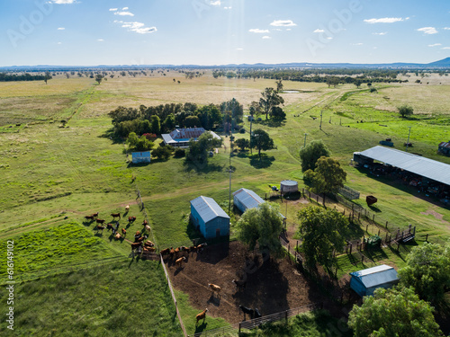 Aerial view of herd of beef cattle on Aussie farm by gate of yards with homestead in distance photo