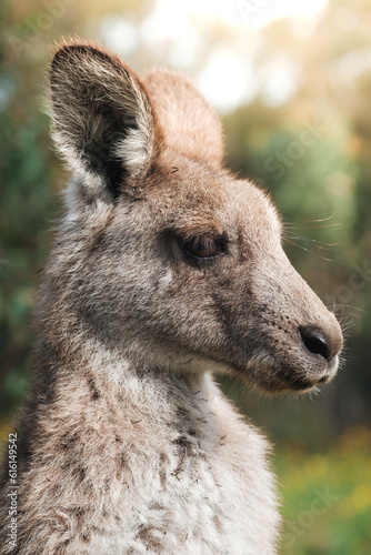 close view, headshot of a kangaroo in the Australian forest, beautiful back light during sunset