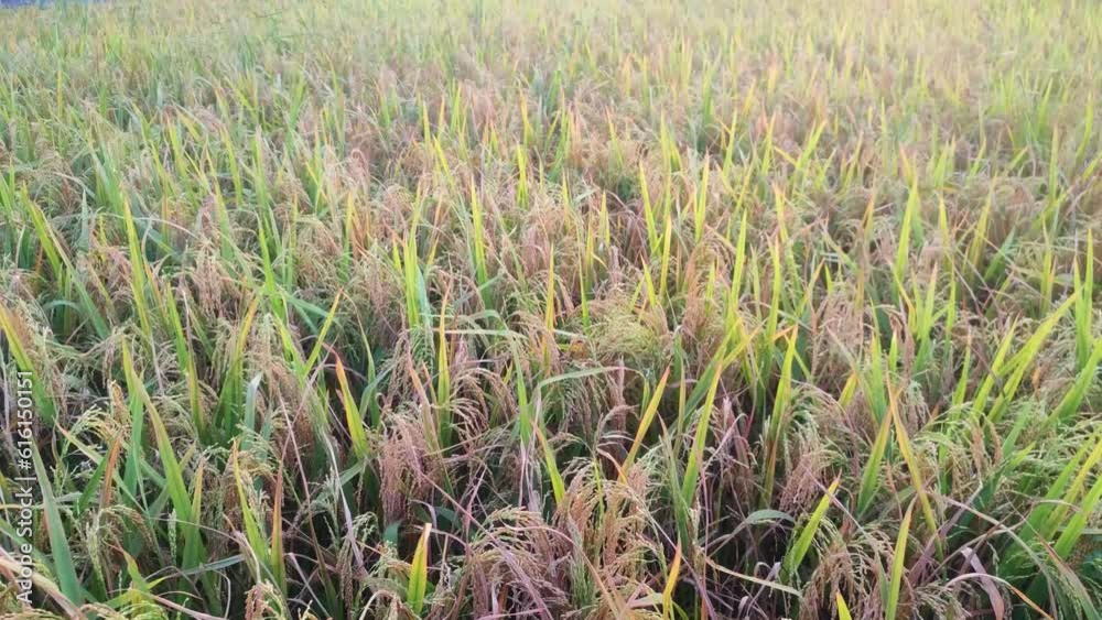 Golden rice in tree just before the cultivation. Golden rice paddy ready for harvest. Golden rice in tree just before the cultivation. Golden rice paddy ready for harvest.