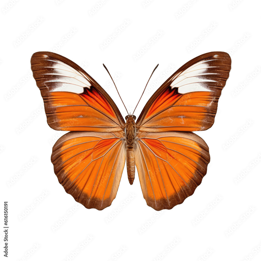 Fototapeta premium Banded orange butterfly - Dryadula phaetusa. Transparent PNG. Generative AI
