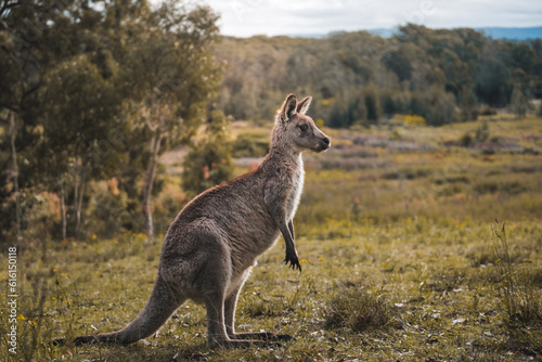 kangaroo in the australian outback with a beautiful view in sunny weather, mountains, green grass and trees in background