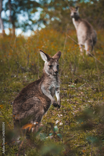 a closeup shot of a cute young baby kangaroo standing in the wild forest on its back feet, looking into the camera, mother kangaroo in the background