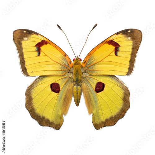 Clouded yellow butterfly -  Colias crocea. Transparent PNG. Generative AI