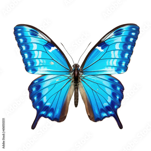 Common jay butterfly - Graphium doson. Transparent PNG. Generative AI