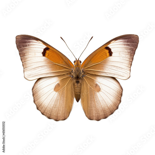 Meadow brown butterfly -  Maniola jurtina. Transparent PNG. Generative AI