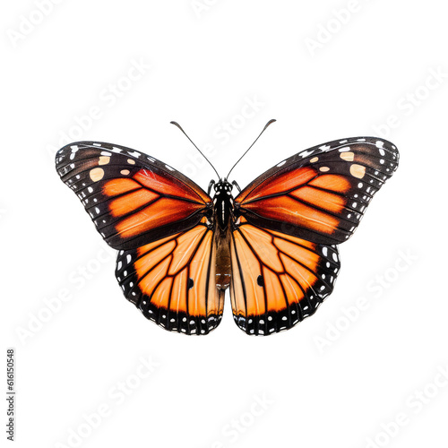 Monarch butterfly - Danaus plexippus. Transparent PNG. Generative AI