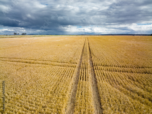 Aerial view of a crisscross patterns in a grain crop under an overcast sky