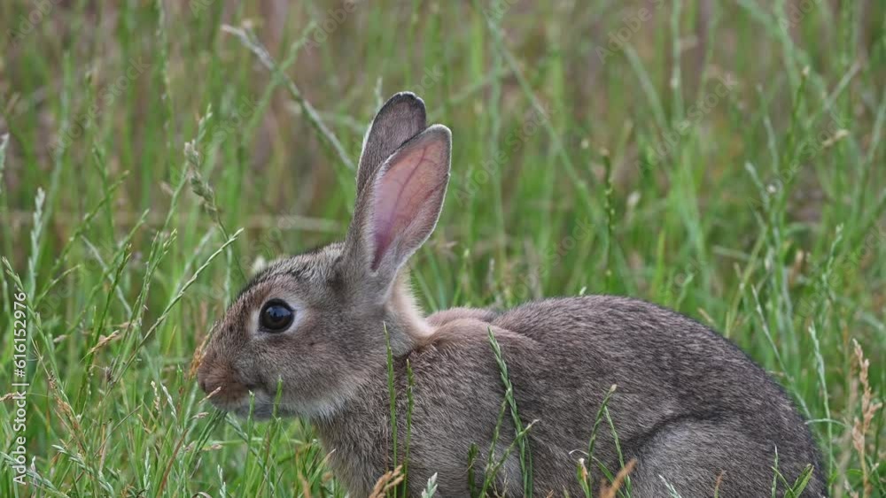 |Cute little wild rabbit eating long grass