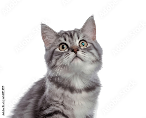 Tabby cat smiling with surprised expression isolated on a white background, Generative AI © The Stock Guy