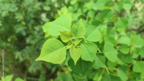 Triadica sebifera is a tree native to eastern China. It is commonly called Chinese tallow, Chinese tallowtree, Florida aspen, chicken tree, gray popcorn tree or candleberry tree. photo