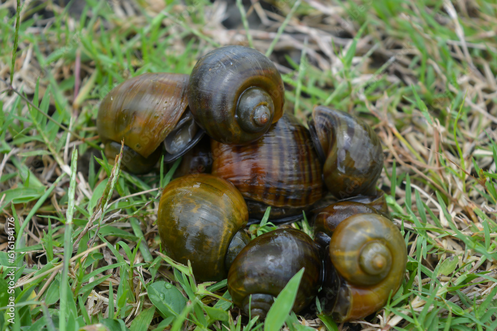 Amphibians, namely golden snails that are in a rock and lay eggs Amphibians, namely golden snails that are in a rock and lay eggs