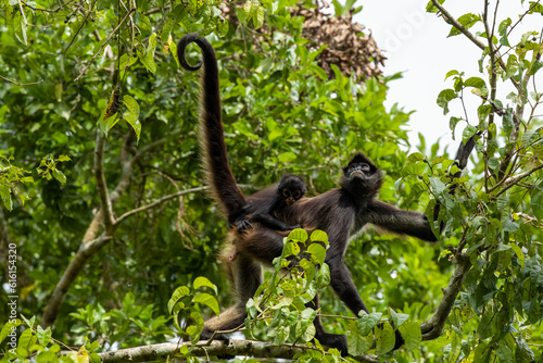 Calakmul - Geoffroy's spider monkey © Guillaume