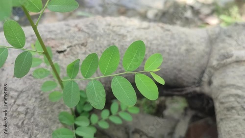 Phyllanthus tenellus is a herbaceous plant in the leafflower family, Phyllanthaceae. It is commonly called Mascarene Island leaf flower. photo