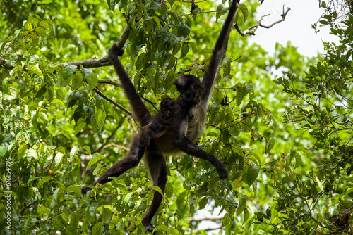 Calakmul - Geoffroy's spider monkey
