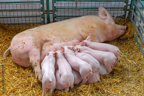 All Piglets Suckling Farm