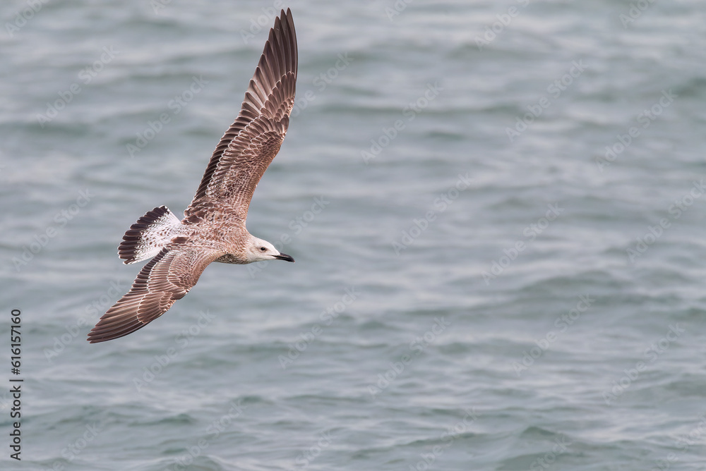 Naklejka premium Caspian Gull, Larus cachinnans