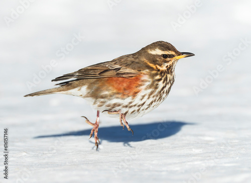 Obraz na płótnie Redwing, Turdus iliacus w salonie