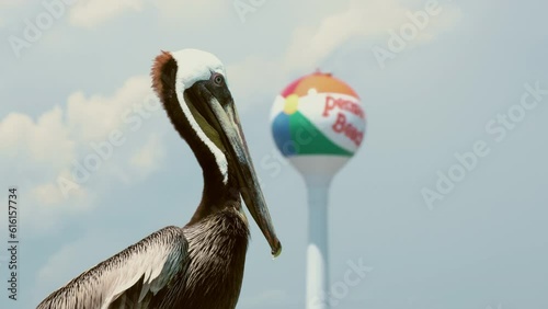 Pelican at Pensacola Beach during Summertime