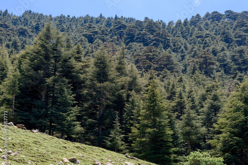 Scenic View from Chelia National Park. Atlas Cedar Forest (Cedrus Atlantica) in Mount Chelia in the Aures mountains in Algeria