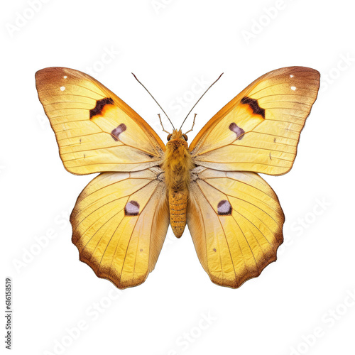 Pale clouded yellow butterfly - Colias hyale. Transparent PNG. Generative AI